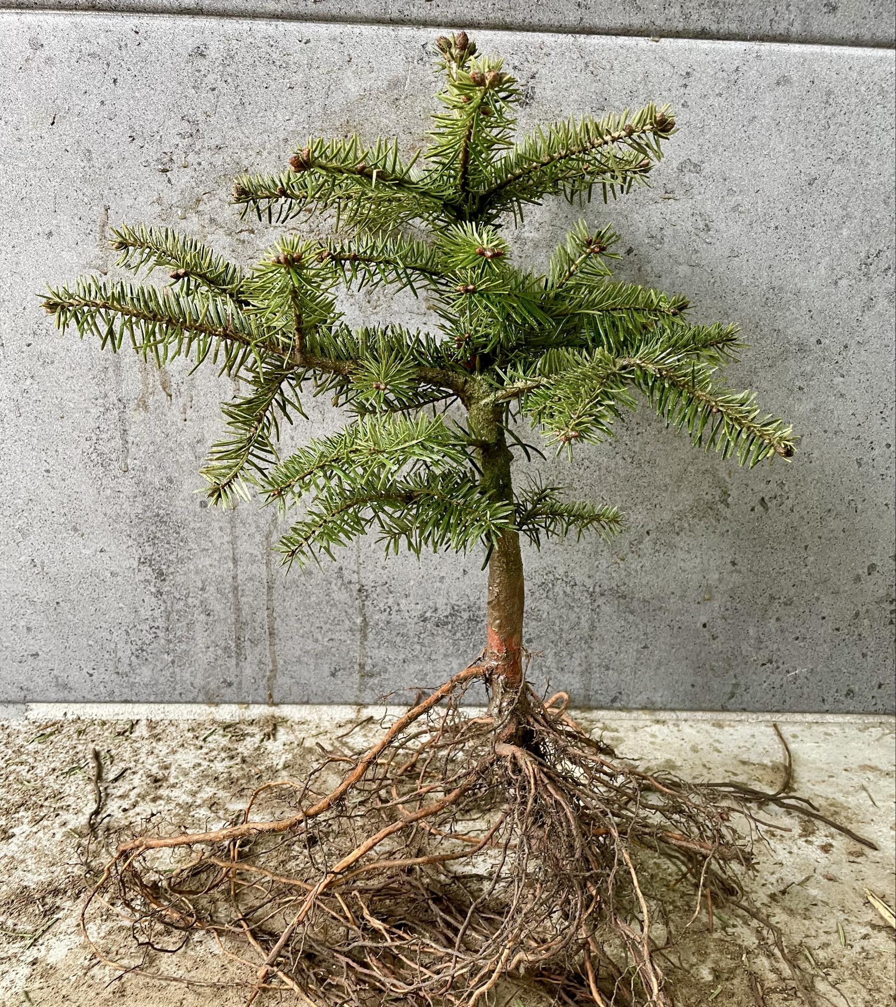 Sadzonki drzewek iglastych